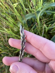 Melica californica