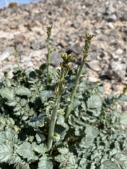 Chylismia multijuga