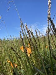 Melica californica