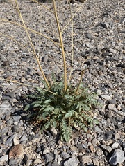 Chylismia multijuga