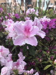 Rhododendron × pulchrum