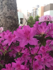 Rhododendron pulchrum phoeniceum