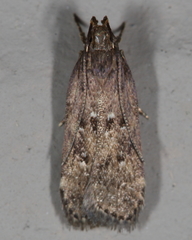 Helcystogramma melantherella
