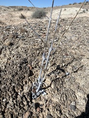 Anulocaulis leiosolenus