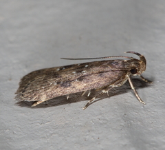 Helcystogramma melantherella