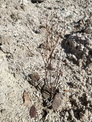 Eriogonum exaltatum
