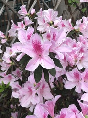 Rhododendron × pulchrum