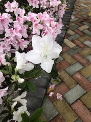 Rhododendron mucronatum