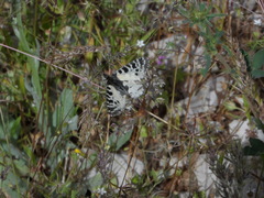 Zerynthia deyrollei