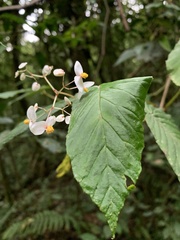 Image of Begonia convallariodora