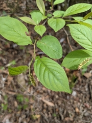 Itea