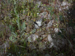 Zerynthia deyrollei