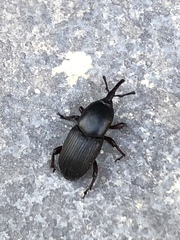 Scyphophorus