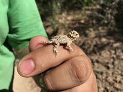 Phrynosoma coronatum