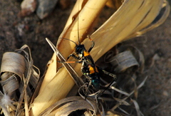 Scaphura elegans