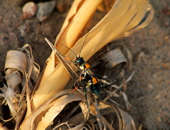 Scaphura elegans