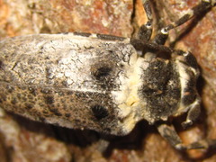 Moechotypa diphysis