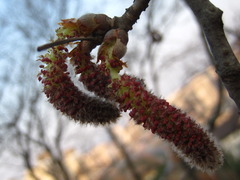 Populus tomentiglandulosa