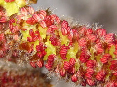 Populus tomentiglandulosa