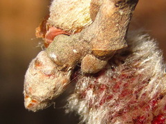 Populus tomentiglandulosa