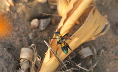 Scaphura elegans