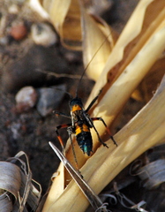 Scaphura elegans