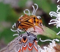 Calocoris barberi