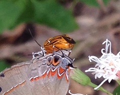 Calocoris barberi