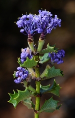 Ceanothus purpureus