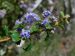 Ceanothus purpureus