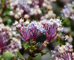 Ceanothus purpureus