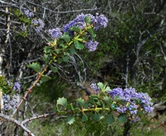 Ceanothus purpureus