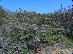 Ceanothus purpureus