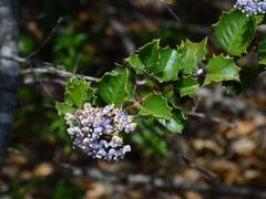 Ceanothus purpureus