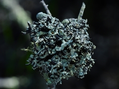 Hypogymnia gracilis
