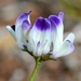Clara Hunt's Milkvetch - Photo (c) David Greenberger, some rights reserved (CC BY-NC-ND), uploaded by David Greenberger