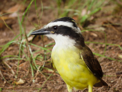 Pitangus sulphuratus