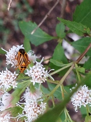 Calocoris barberi