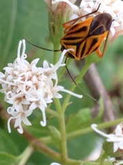 Calocoris barberi