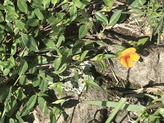 Zornia thymifolia