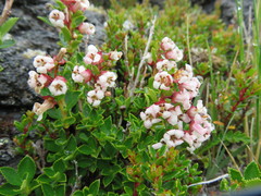 Escallonia alpina
