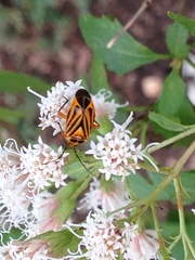 Calocoris barberi