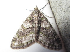 Esakiopteryx volitans