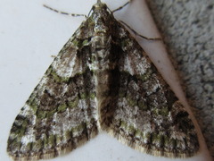 Esakiopteryx volitans