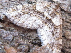 Esakiopteryx volitans