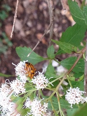 Calocoris barberi