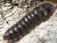 Cerogria janthinipennis