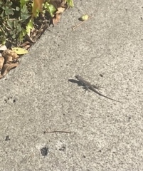 Sceloporus occidentalis