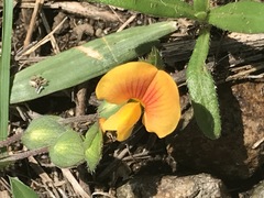 Zornia thymifolia