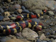 Micrurus surinamensis